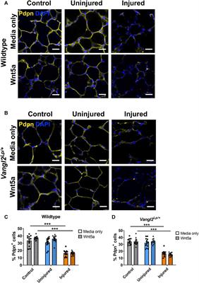 Deciphering the impacts of modulating the Wnt-planar cell polarity (PCP) pathway on alveolar repair